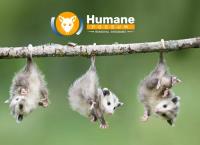 Humane Possum Removal Inala image 6